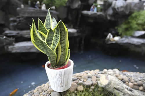 合適辦公室的綠色植物-虎皮蘭